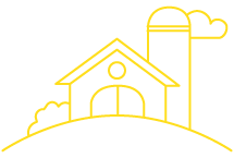 yellow picto farm pataat