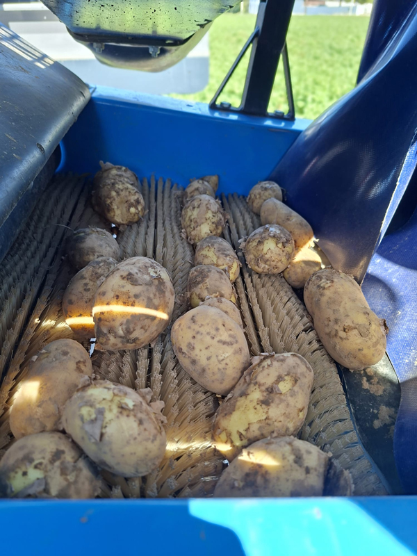 Machine van Pataat die aardappelen reinigt voor het verpakken
