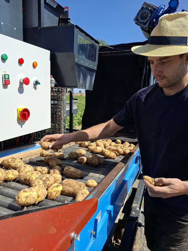 Werktafel van Pataat waar aardappelen handmatig worden gesorteerd