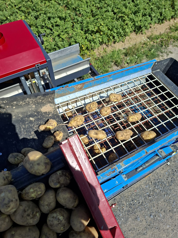 Machine van Pataat die aardappelen sorteert op grootte tijdens het verpakken